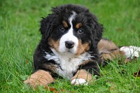 Free Australian Shepherd on grass image, public domain pet CC0 photo.