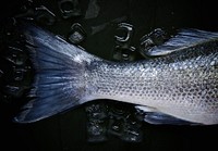 Free fish tail image, public domain food CC0 photo.