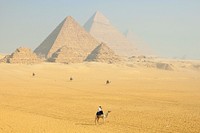 Free camels in the desert with pyramid background image, public domain animal CC0 photo.