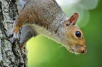 Free cute squirrel walking image, public domain CC0 photo.