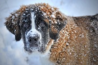 Free Australian Shepherd in snow image, public domain pet CC0 photo.