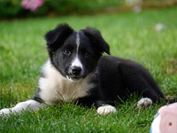 Free Australian Shepherd on grass image, public domain pet CC0 photo.