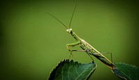 Free close up green grasshopper image, public domain animal CC0 photo.