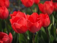 Free red tulip image, public domain flower CC0 photo.