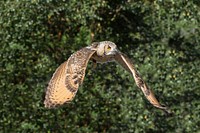 Free owl flying with green background photo, public domain animal CC0 image.