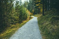 Free small trail in forest with trees photo, public domain nature CC0 image.