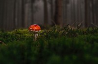 Free mushroom photo, public domain plant CC0 image.