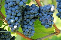 Free purple grape image, public domain fruit CC0 photo.