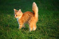 Free ginger shorthair kitten image, public domain CC0 photo.