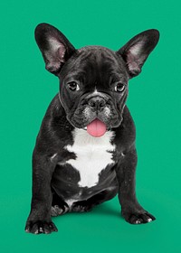 Dog sticker, cute French bulldog, animal psd