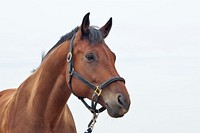 Free image of brown horse in grass, public domain animal CC0 photo.