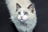 Free adorable rag doll cat image, public domain CC0 photo.