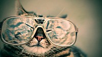 Free cat wearing eyeglasses iamge, public domain CC0 photo.