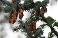 Free fir tree image, public domain winter CC0 photo.