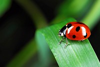 Free ladybug climbing on green stem photo, public domain CC0 image.