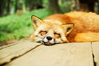 Free fox image, public domain animal CC0 photo.