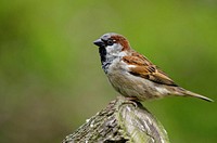 Free house sparrow in nature background portrait photo, public domain animal CC0 image.