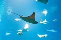 Free stingray image, public domain animal CC0 photo.