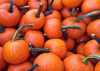 A large pile of pumpkins. Free public domain CC0 photo.
