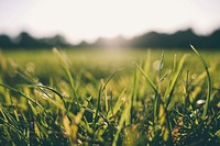 Grass close up, free public domain CC0 photo