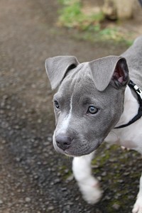 Free Pitbull Terrier puppy, image, public domain dog CC0 photo.