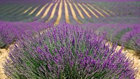 Free lavender image, public domain flower CC0 photo.