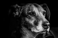 Free dog portrait in monochrome photo, public domain animal CC0 image.