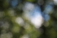 Free blurry nature image, public domain background CC0 photo.