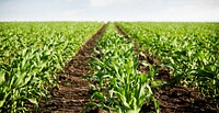 Free green corn field close up public domain vegetable CC0 image.