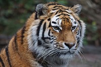 Free Siberian tiger image, public domain wild animal CC0 photo.