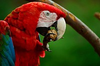 Free parrot eating nuts close up portrait photo, public domain animal CC0 image.