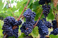 Free purple grapes on branch image, public domain fruit CC0 photo.