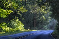 Free lane with trees photo, public domain nature CC0 image.