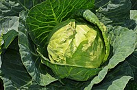 Free growing cabbage image, public domain food CC0 photo.