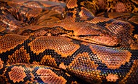 Free snake image, public domain animal CC0 photo.