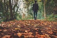 Free forest full of fall leaves photo, public domain nature CC0 image.