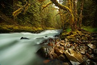 Free river in green forest image, public domain nature CC0 photo.