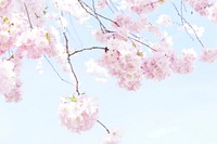 Free pink cherry blossom image, public domain flower CC0 photo.