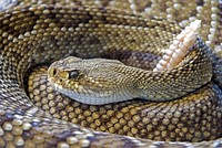 Free snake image, public domain animal CC0 photo.