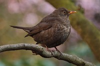 Free black bird perching in nature background portrait photo, photo, public domain animal CC0 image.