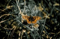 Free butterfly image, public domain animal CC0 photo.