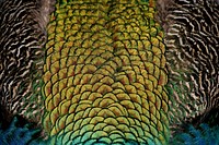 Free peacock petal, feathers close up portrait photo, public domain animal CC0 image.