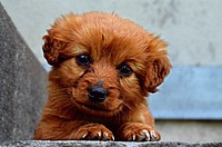 Free cute Norfolk Terrier image, public domain dog CC0 photo.