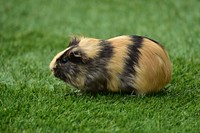 Free cute Guinea pig image, public domain pet CC0 photo.