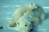 Free polar bear image, public domain animal CC0 photo.