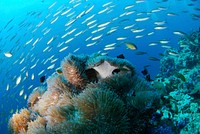 Free colorful reefs and fish image, public domain animal CC0 photo.