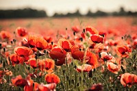 Free red poppy image, public domain flower CC0 photo.