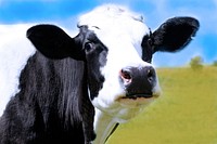 Free close up cow's head image, public domain animal CC0 photo.