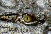 Free crocodile eye close up portrait photo, public domain animal CC0 image.