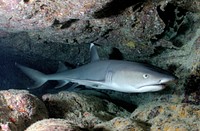 Free shark image, public domain animal CC0 photo.